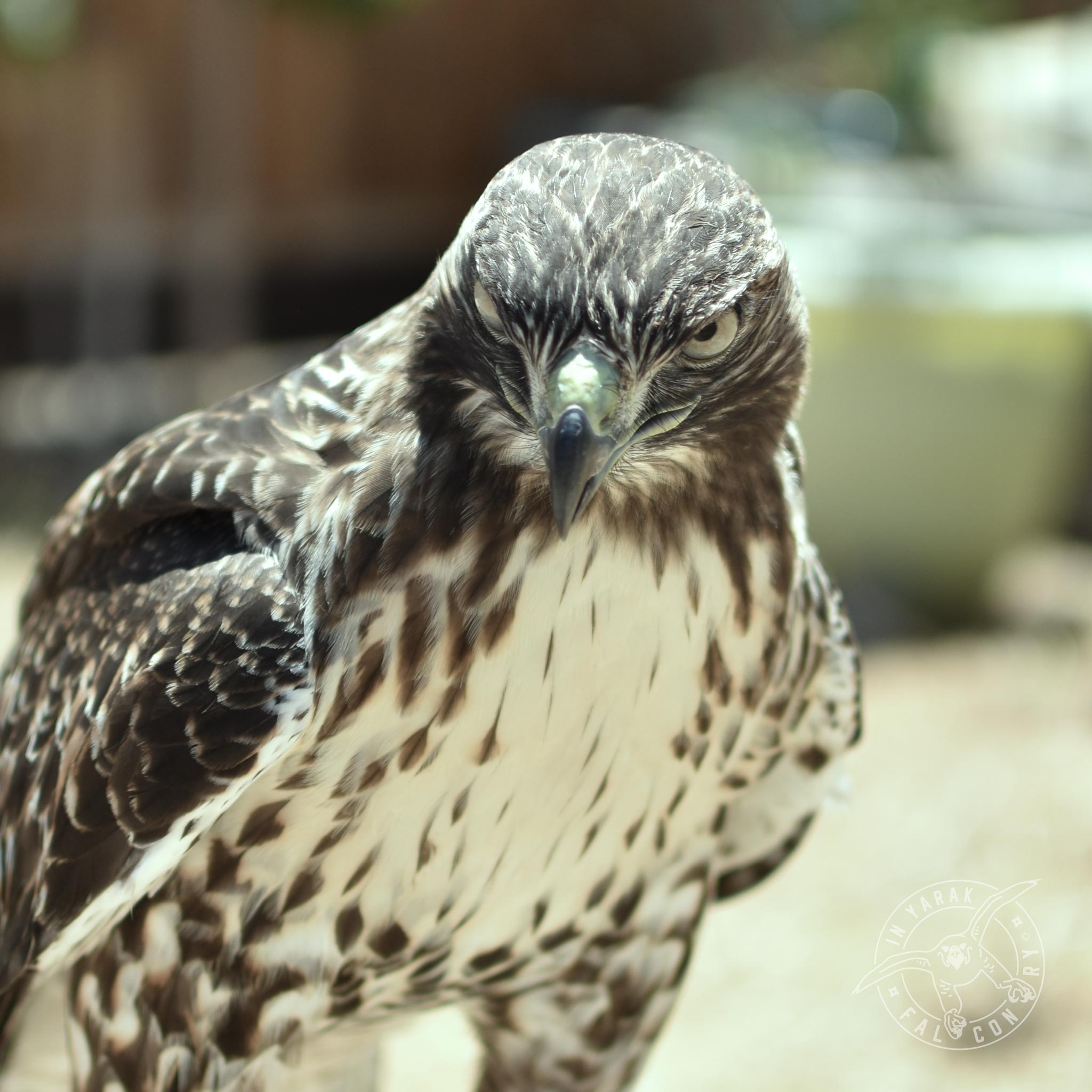 Ace the passage red tailed hawk says don't trust