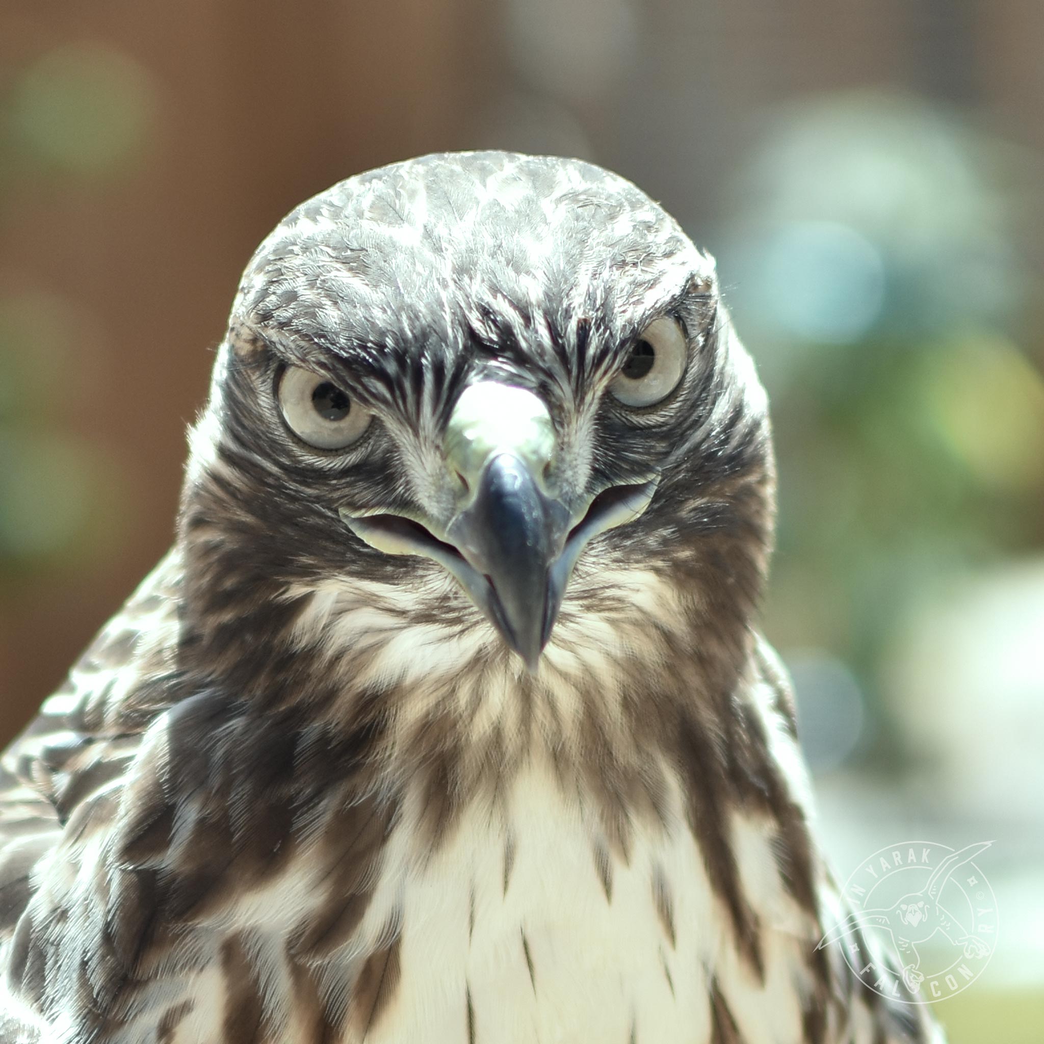 Ace the red tailed hawk tells you what falconry is