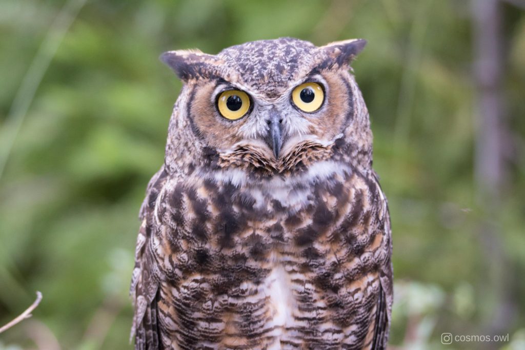 Cosmos the Great Horned Owl Sweet Face