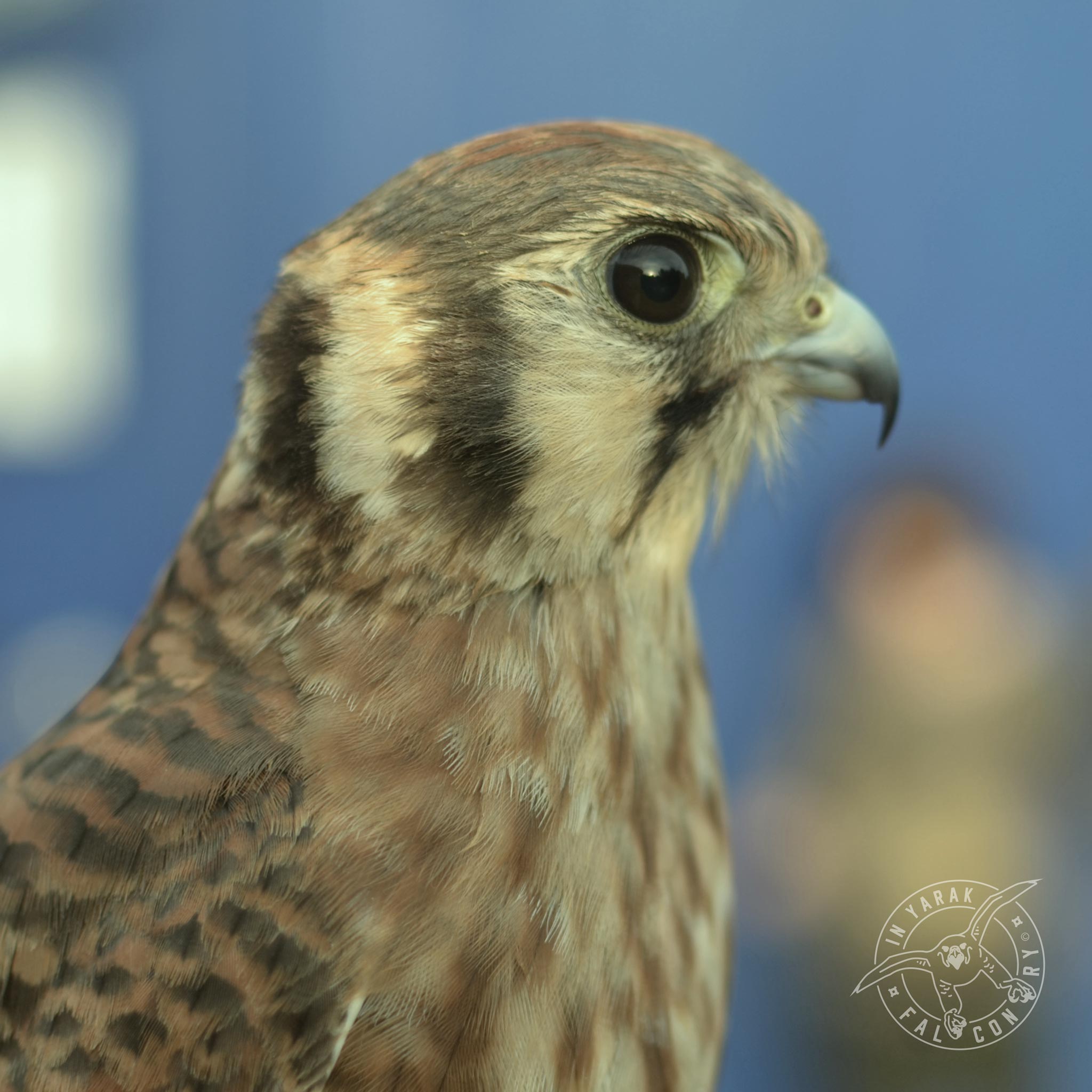 Sunny a female kestrel falcon