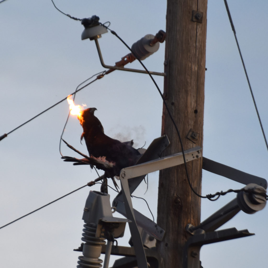 Gus the Red Tailed Hawk is fried by power pole. power lines electrocution