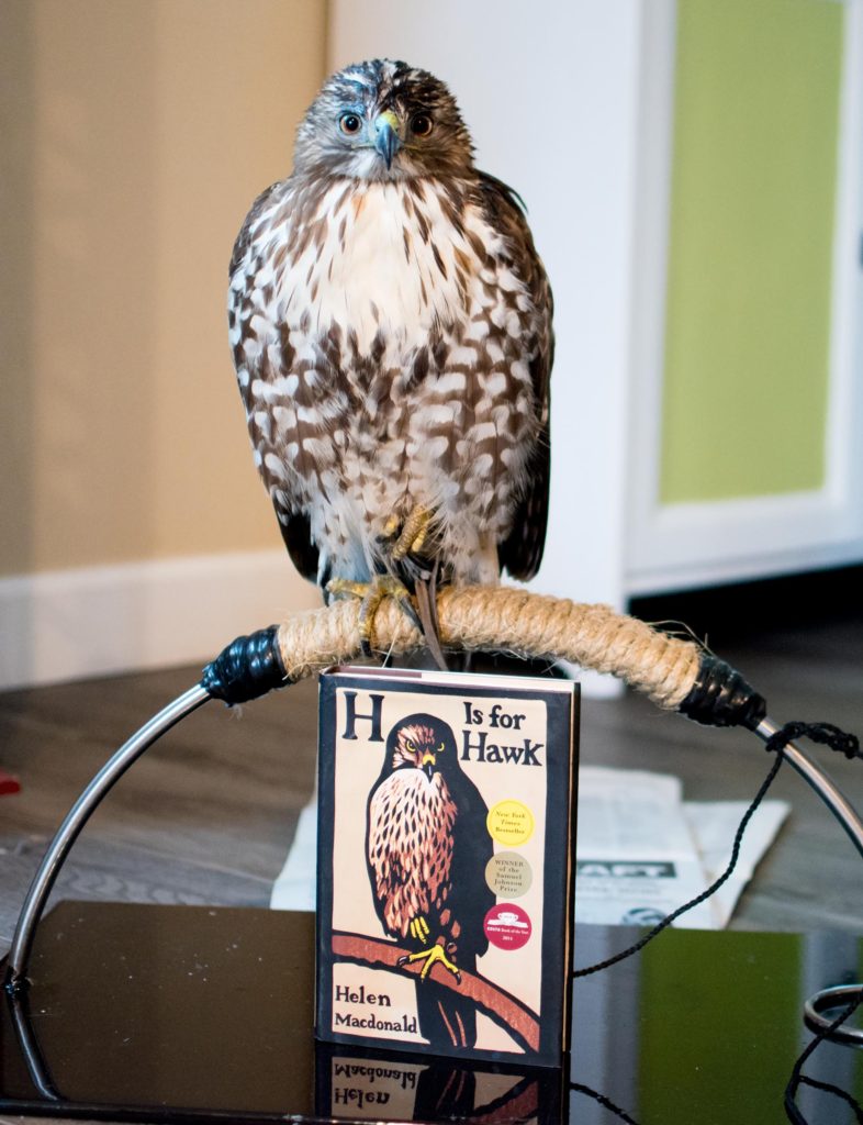 Toast the Red Tailed Hawk mimicking the Goshawk from the cover of H is for Hawk book